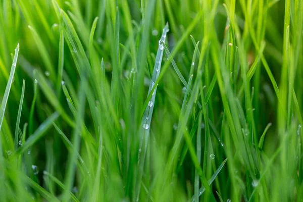 Капли Воды Траву После Весеннего Дождя Саду Макро Фото — стоковое фото