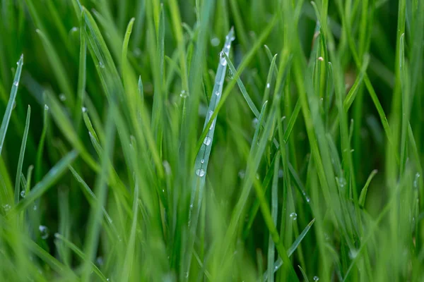 庭の春の雨の後 草の上の水の滴 マクロ写真 — ストック写真