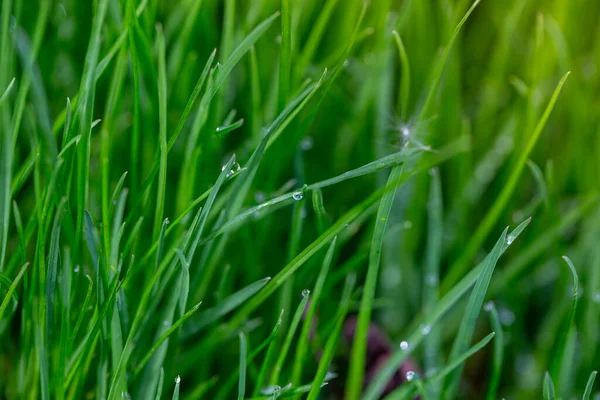 庭の春の雨の後 草の上の水の滴 マクロ写真 — ストック写真