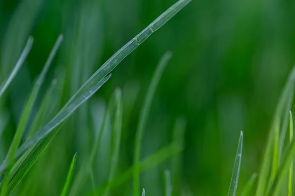 庭の春の雨の後 草の上の水の滴 マクロ写真 — ストック写真