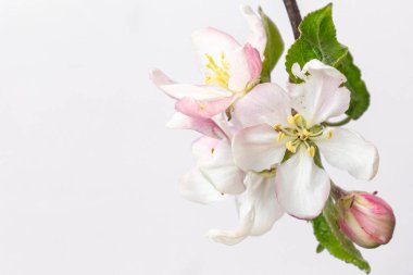 Çiçek açan beyaz elma beyaz arkaplanda izole edildi