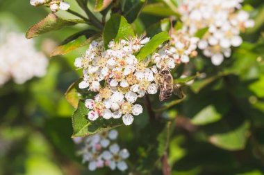 Çiçek açan siyah böğürtlen çiçekleri üzerinde arı