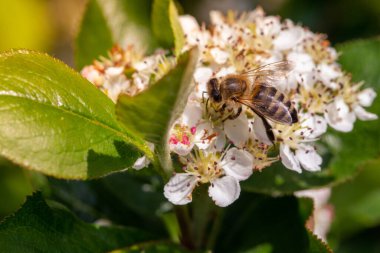Çiçek açan siyah böğürtlen çiçekleri üzerinde arı