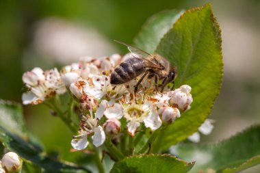 Çiçek açan siyah böğürtlen çiçekleri üzerinde arı