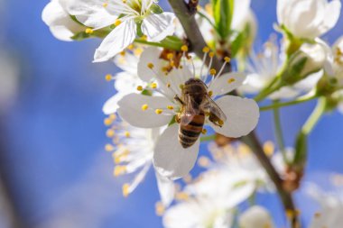 Bahar bahçesinde kirazlı tespih yiyen bir arının makro fotoğrafı.