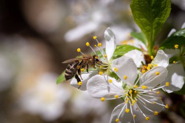 Bahar bahçesinde kirazlı tespih yiyen bir arının makro fotoğrafı.