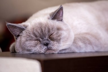 İngiliz Kısaltmalı Renk Noktası kedisi Ludwig kanepede yatıyor.