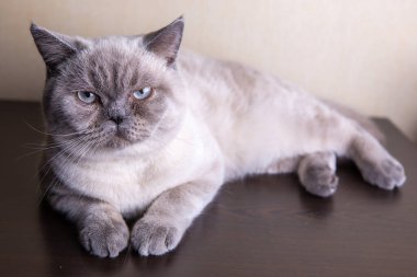 İngiliz Kısaltmalı Renk Noktası kedisi Ludwig kanepede yatıyor.