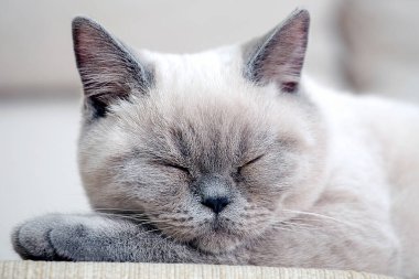 İngiliz kısayol renkli kedisi Ludwig kanepede yatıyor.