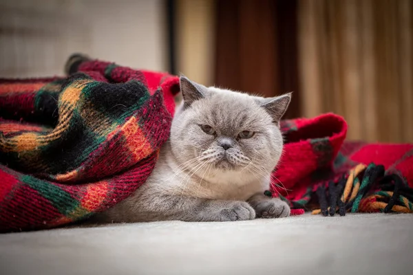 British Shorthair Colorpoint Cat Ludwig Lying Plaid Floor — Stock Photo, Image