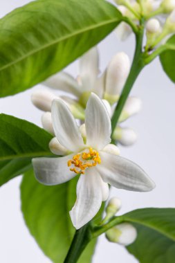 Beyaz zemin üzerinde kapalı limon ağacı çiçek açıyor