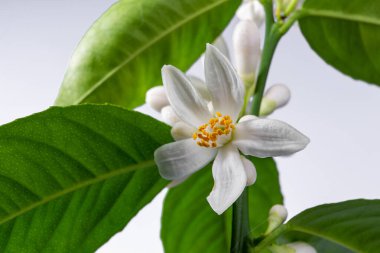 Beyaz zemin üzerinde kapalı limon ağacı çiçek açıyor