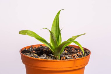 Tenceredeki ananas fidanı beyaz arka planda izole edilmiş.