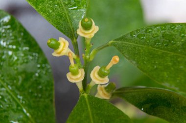 Islak ağaçta çok az genç turunçgil yumurtalığı var.