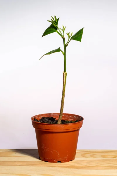 Junge Zitrusbaumpflanzung Isoliert Auf Weißem Hintergrund Stockbild