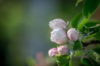 Bahar bahçesindeki kiraz çiçeğinin Macro fotoğrafı.