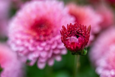 Bahçede yağmurdan sonra bulanık arka planda açan pembe chrysantemum çiçekleri.