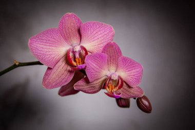 Düşük kontrastlı Gri arka planda pembe bir orkidenin infloresansı