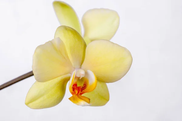 Inflorescence Yellow Orchid Isolated White Background — Stock Photo, Image
