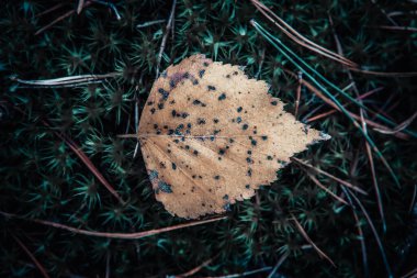 Sonbahar ormanındaki yosunların üzerinde portakal ağacı yaprağı