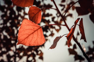 Karanlık gökyüzünde, ormanda portakal yaprakları.