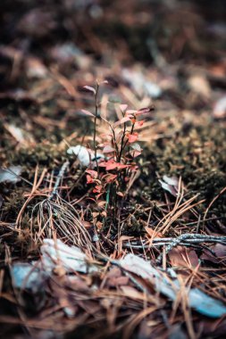 Bahar ormanlarında yosun ve köknar kozalakları kıran kırmızı yapraklı bitki.