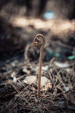 Eğreltiotu filizlenerek ormandaki yosun ve köknar kozalaklarını delip geçiyor.