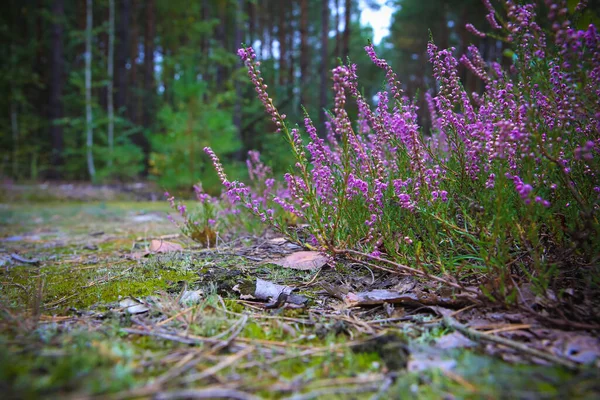 Flores Briar Carmesim Florescendo Borda Das Florestas Verão Musgo — Fotografia de Stock