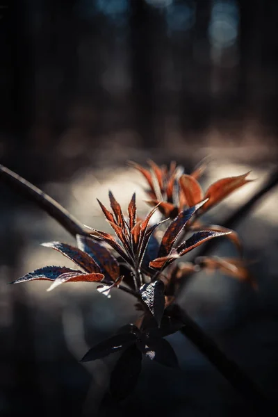 Старый Ворчливый Осенний Лист Темном Осеннем Лесу — стоковое фото