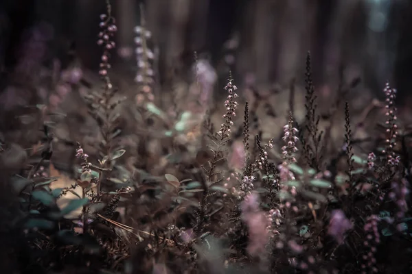 Blühende Purpurrote Blüten Den Sommerlichen Wäldern Rande Des Moos Stockbild