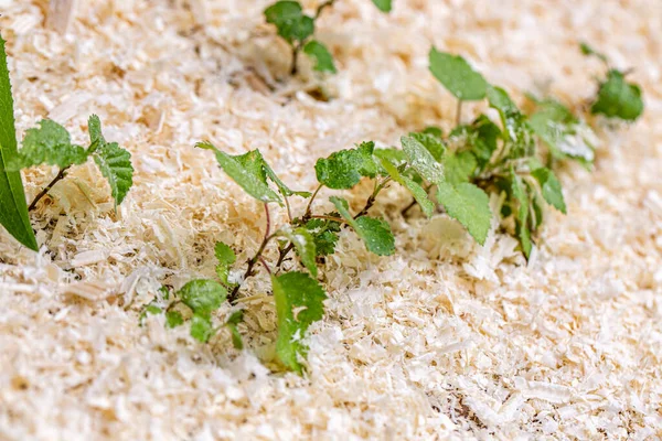 Cultivar Mudas Vidoeiro Sementes Quarto Crianças Serragem — Fotografia de Stock