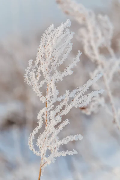 Frozen Weed Winter Snowy Forest Kyiv Capital Ukraine — Stock Photo, Image