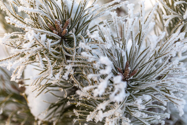 Frozen pine tree in winter snowy forest near Kyiv the capital of Ukraine