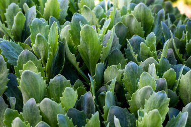 Stonecrop bahar bahçesinde kış uykusundan sonra uyanmaya başlar.