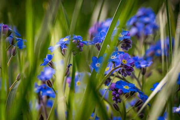 Blühendes Unkraut Frühling Sonnigen Garten Aus Nächster Nähe Foto — Stockfoto