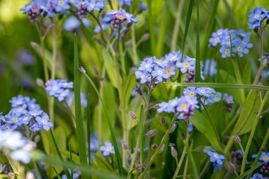 Baharda çiçek açan ot, güneşli bahçede. Yakın plan.