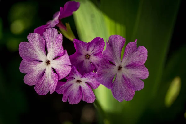 Primula Viola Che Fiorisce Nel Giardino Primaverile Macro Foto — Foto Stock