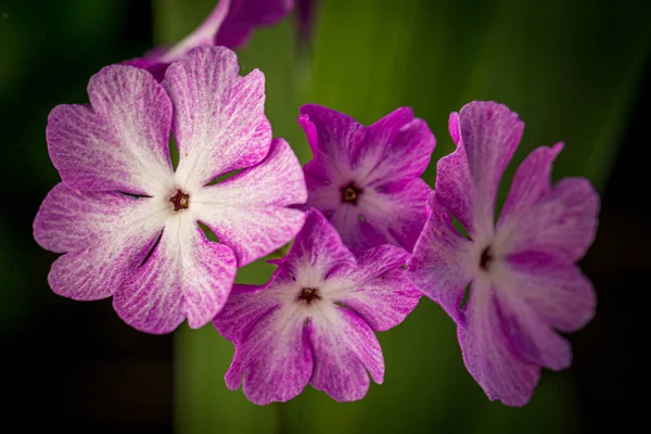 Primula Viola Che Fiorisce Nel Giardino Primaverile Macro Foto — Foto Stock