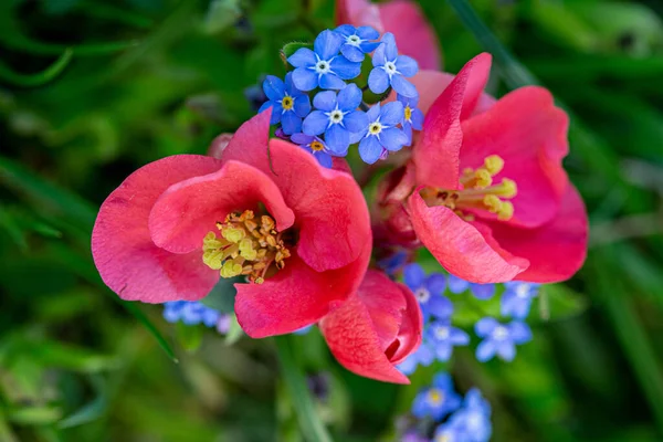 Flor Membrillo Japonés Rojo Con Flores Malezas Que Florecen Jardín — Foto de Stock