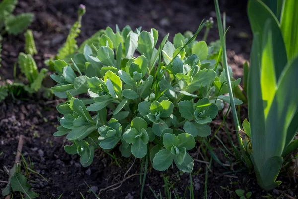 Stonecrop begins to wake up after a winter sleep in the spring garden