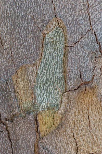 マクロレンズ上の面木樹皮の質感 — ストック写真
