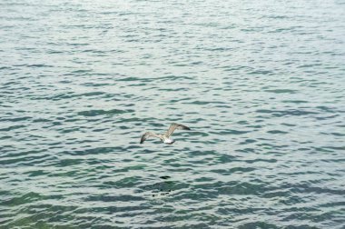 Suyun üzerinde süzülen bir martı..