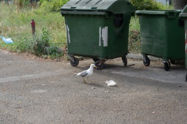 Çöp tenekelerinin yanında bir martı yiyecek arıyor..