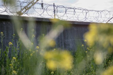 Sığ bir alan derinliği fotoğrafı dikenli telleri ve arka planda beton bir duvarı gösteriyor, sarı yabani çiçeklerden oluşan bulanık bir önplanı var.