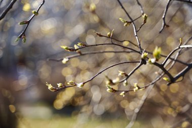 Bahar filizleri ve güneşin altındaki ağaçlarda genç tomurcuklar. Bokeh 'te güzel bir bulanıklık var.