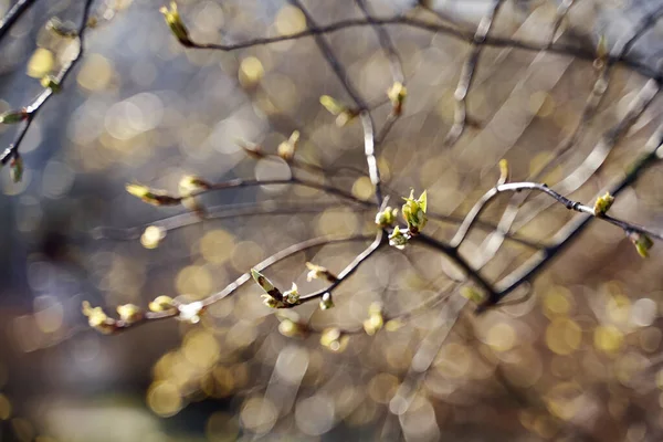 Spring Shoots Young Opening Buds Trees Sun Close Beautiful Blur — Stock Photo, Image