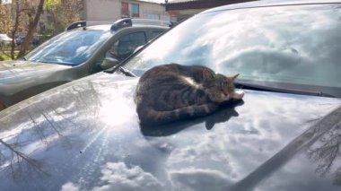 Memnun bir sokak tekir kedisi güneşlenirken arabanın kaputunda yatar ve uyur. Kaputta ve camda güneş, ağaçlar ve gökyüzü kümülüs bulutlarıyla yansıyor. kedi kulakları oynatır