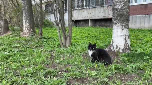 Νεαρή Όμορφη Μαύρη Γάτα Περπατά Κοντά Στο Σπίτι Στο Γρασίδι — Αρχείο Βίντεο