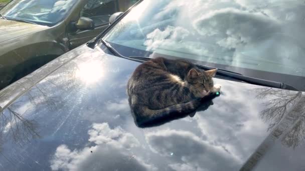 Γάτος Που Κοιμόταν Στον Ήλιο Στο Καπό Του Αυτοκινήτου Ξύπνησε — Αρχείο Βίντεο