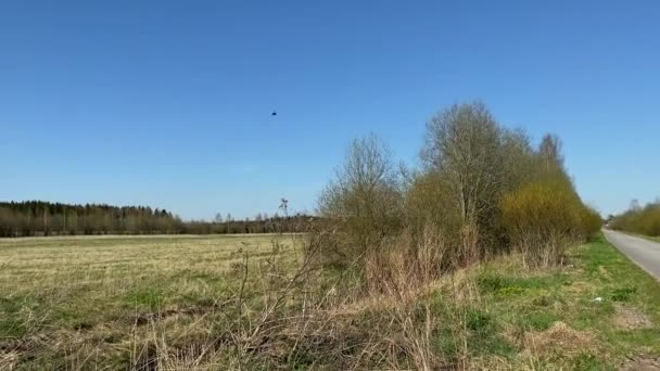Een Weg Langs Een Voorjaarsveld Met Jonge Bomen Vliegen Een — Stockvideo